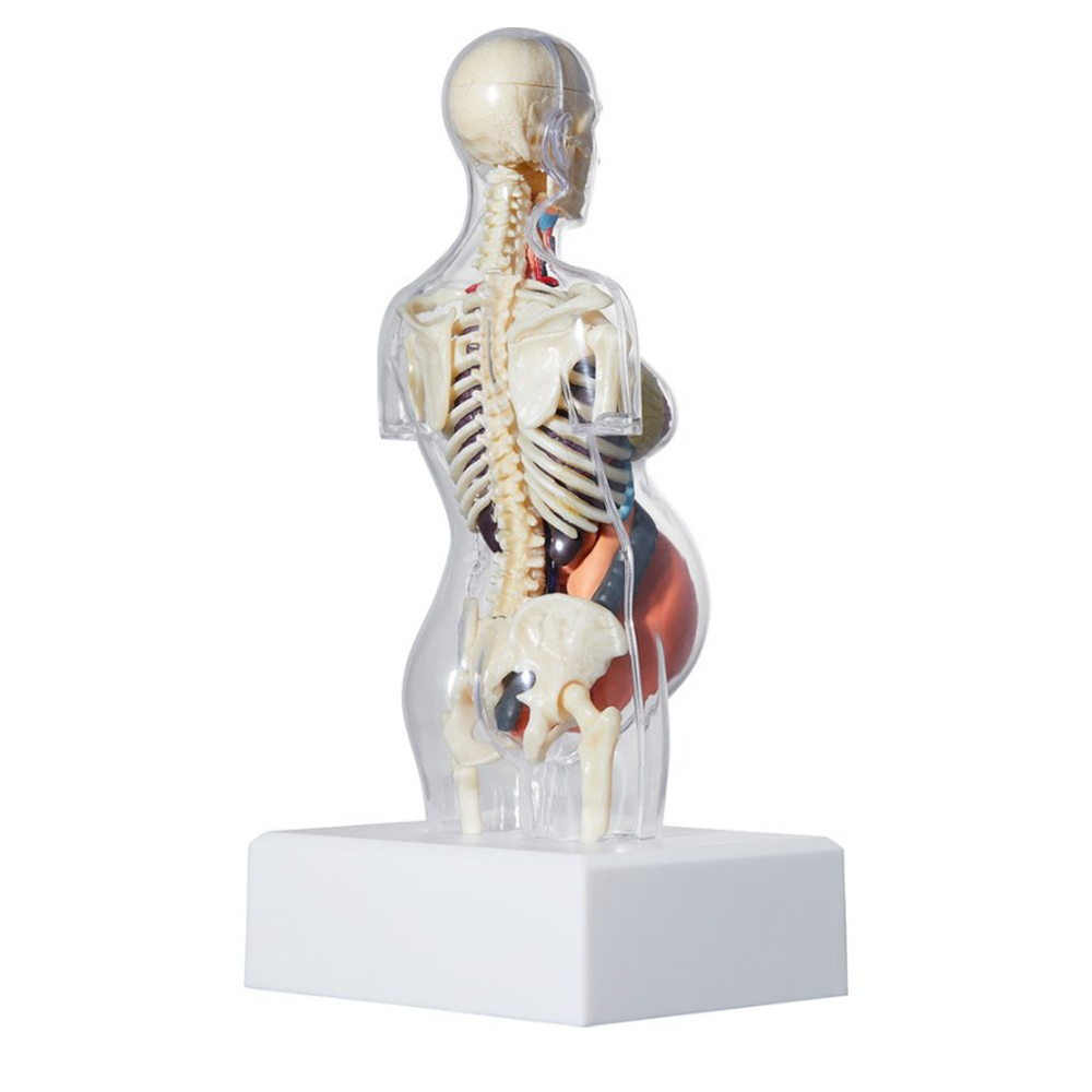 Supreme Female Anatomy Model